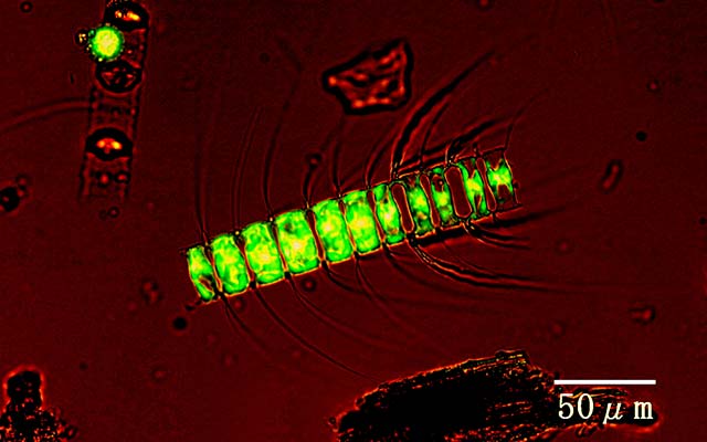 植物プランクトン活性度調査