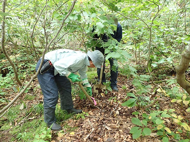 希少植物の移植